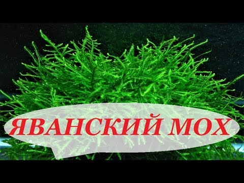 Яванский мох в аквариуме. Посадка, выращивание, разведение, как прикрепить на коряге, задней стенке.