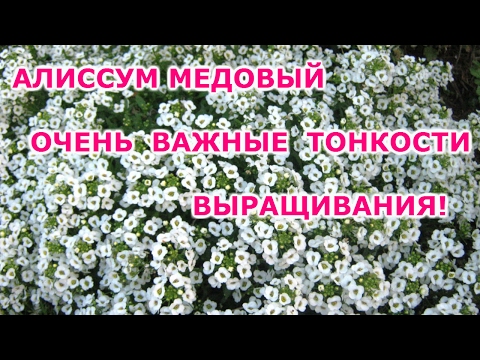 ВЫРАЩИВАНИЕ АЛИССУМА  МЕДОВОГО. ПИКИРОВАНИЕ АЛИССУМА!