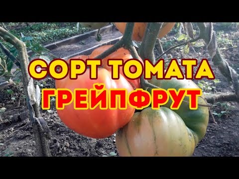 Сорт томата Грейпфрут биколор! Обзор томата