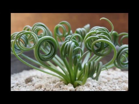 Planta suculenta Albuca spiralis!
