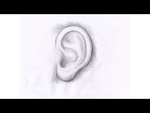 Как рисовать УХО ЧЕЛОВЕКА карандашом. Урок 64. How to draw the human ear with a pencil.