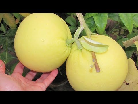 Вырастить грейпфруты - это реально! Домашняя оранжерея