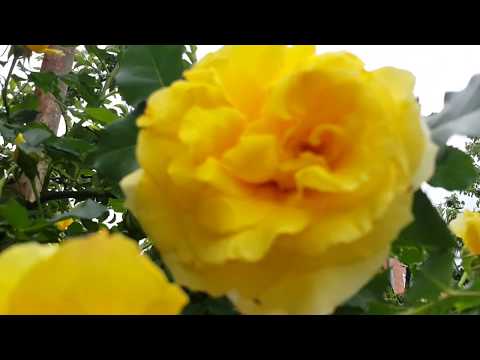 Цветущие розы в саду в мае - лучшие сорта роз для загородного дома