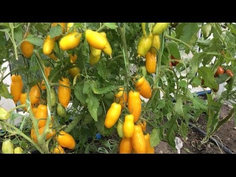 Урожайные сорта томатов для теплиц. Сезон 2018. Часть 2