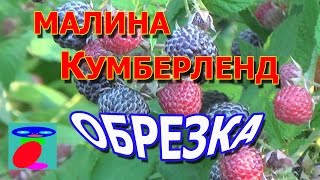 Малина Кумберленд Обрезка.