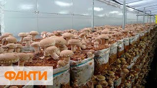 На Закарпатье выращивают элитные грибы шиитаке: цена и польза