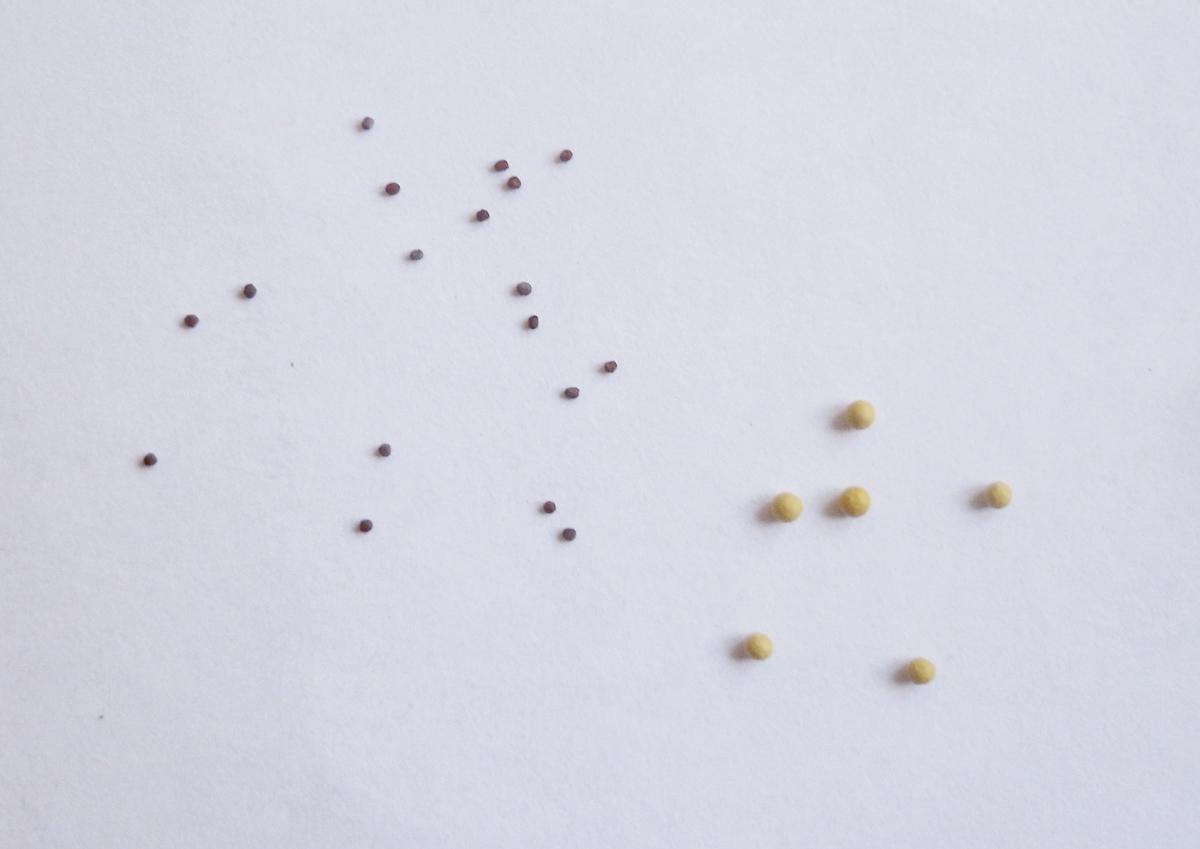 Можно собрать семена петунии. Дражжированные семена петунии. Семена петунии как выглядят. Как выглядит семена петунии в гранулах. Семена петунии гранулированные.