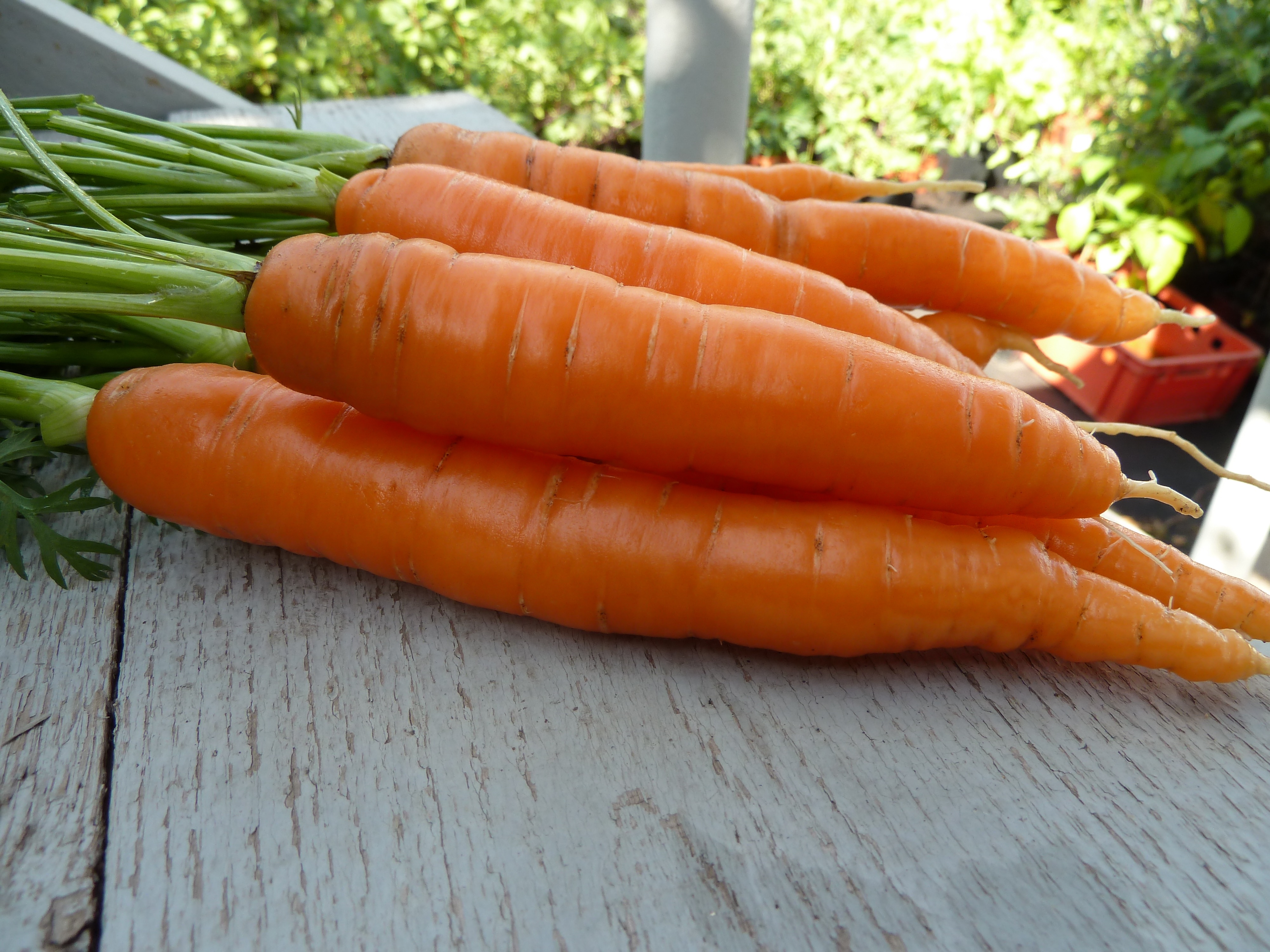 Включи морковочка. Морковь Леандр. Морковь витаминная 6. Морковь сорта Леандр. Морковь домашняя.