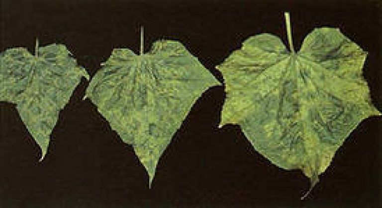 Почему листья у огурцов имеют мраморную окраску. Почему листья у огурцов становятся мраморными