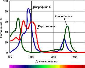 фитоосвещение