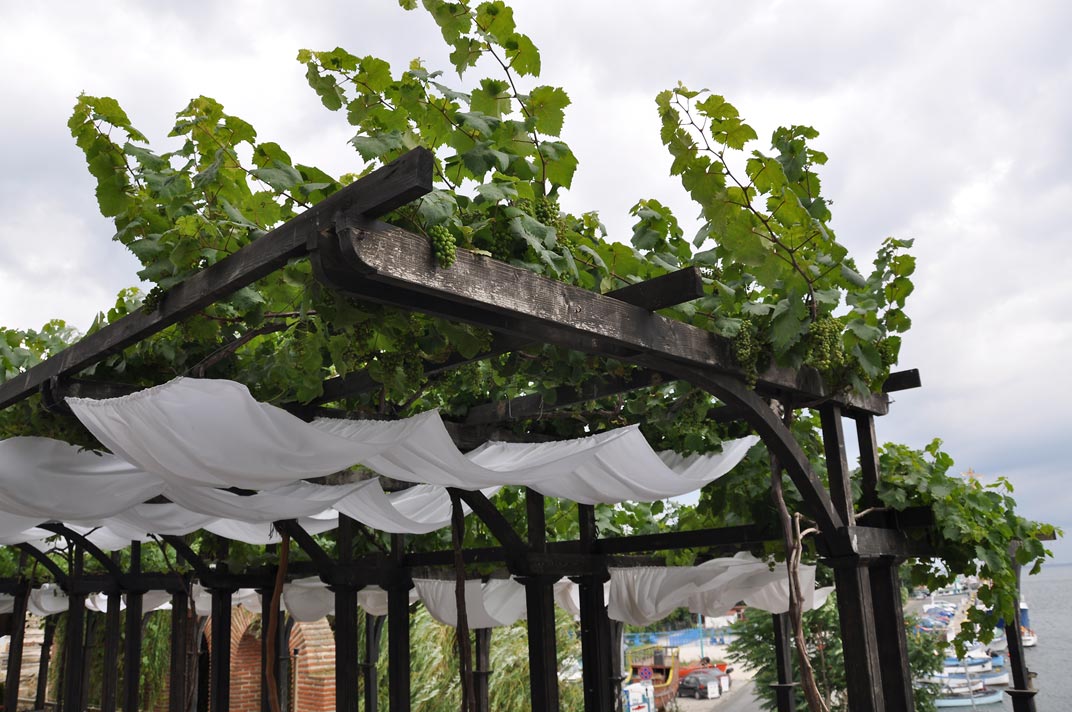 Простая конструкция навеса из дерева для винограда
