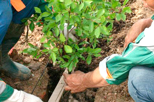 Как посадить барбарис на дачном участке своими руками