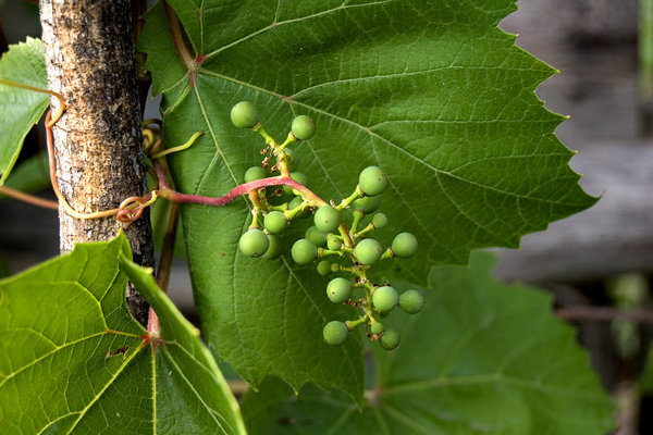 Почему не плодоносит виноград - измельчение ягод