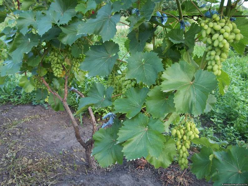 Пересадка взрослого винограда - как не повредить корневую систему растения