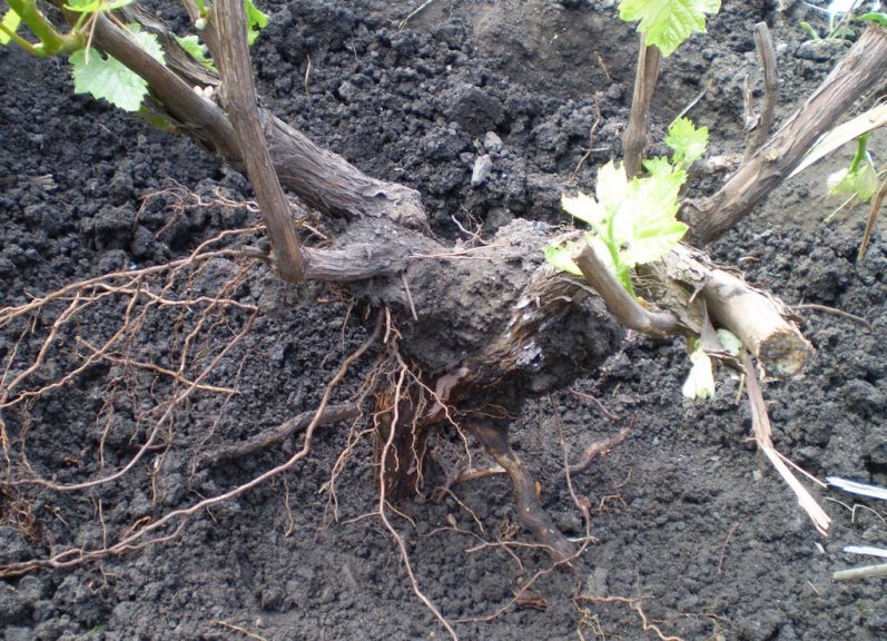 Пересадка взрослого винограда на новое место весной