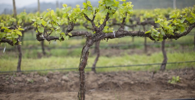 Пересадка взрослого винограда - секреты опытных дачников