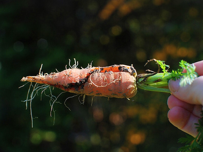 Морковь трескается в земле - как предотвратить