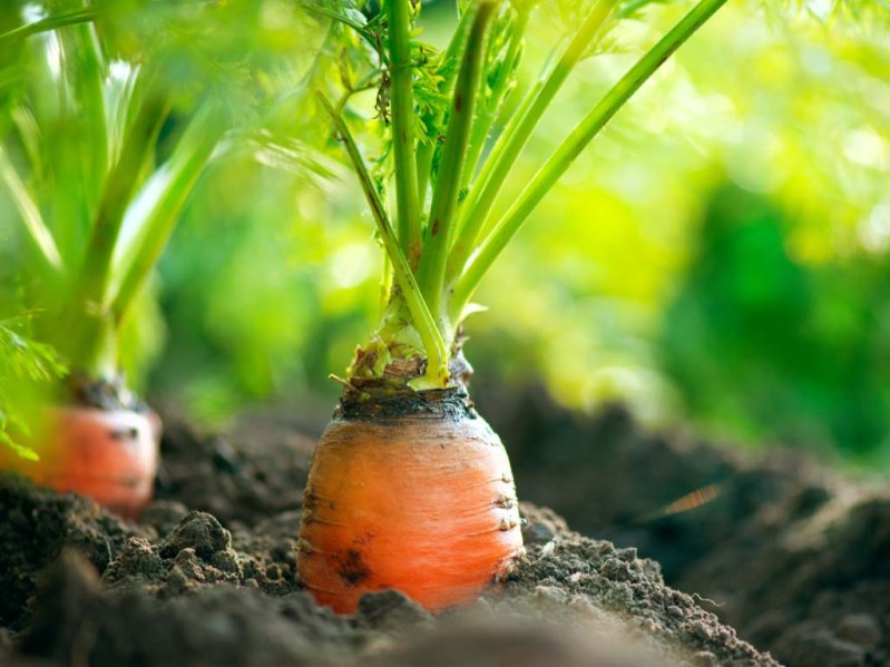 Почему важно предотвратить растрескивание моркови