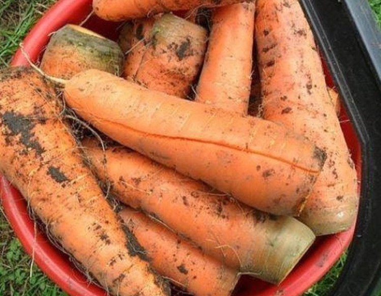 Причины, вызывающие трещины моркови