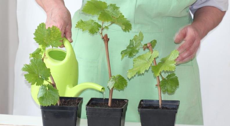 Как размножить виноград - укоренение черенков винограда