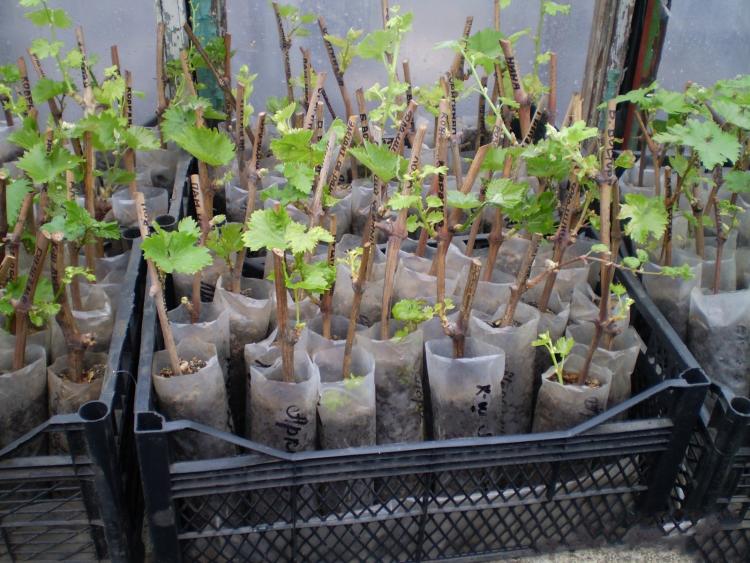 Размножение винограда - выращивание виноградного куста из чубуков