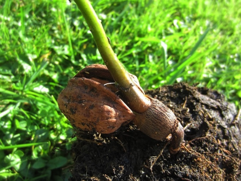 Выращивание грецкого ореха - способы размножения