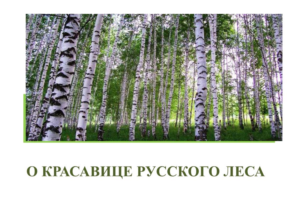 Люблю русский лес. Н. Юрцевич. «Красавица русских лесов».. Красавица русских лесов Юрцевич. Красавицей русских лесов называют люди березу. Н.Юрцевич красавица русских лесов читать.