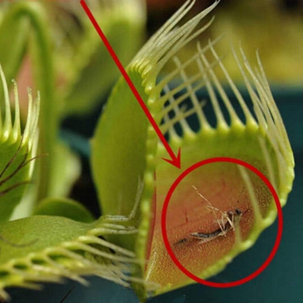 На рисунке изображена венерина мухоловка захватывающая насекомое. Дионея Мусципула. Венерина мухоловка. Венерина ЛОВУШКА. Взрослая Венерина мухоловка.