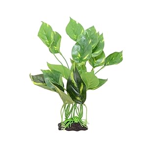 Green Pro Java Fern