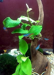 Best Plants for Betta Fish: Live & Fake Options