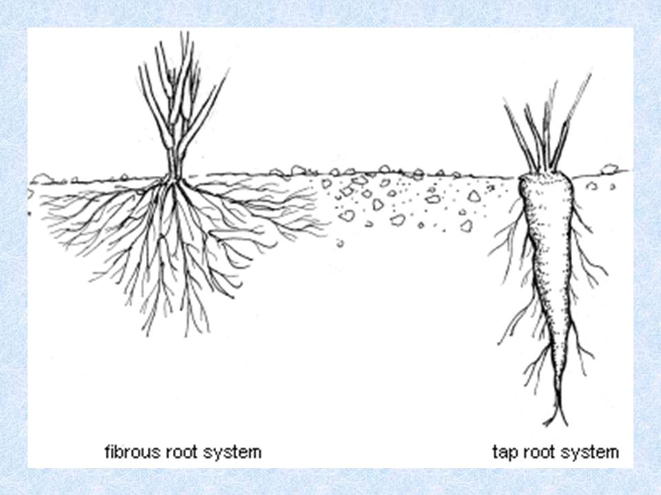 Корневой root. Корневая шейка кактуса. Строение моркови. Корневая система моркови. Корень моркови.