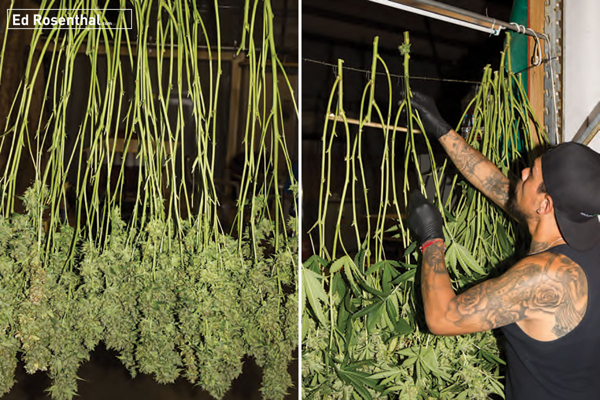Сажают ли за семена марихуаны путин легализация конопли