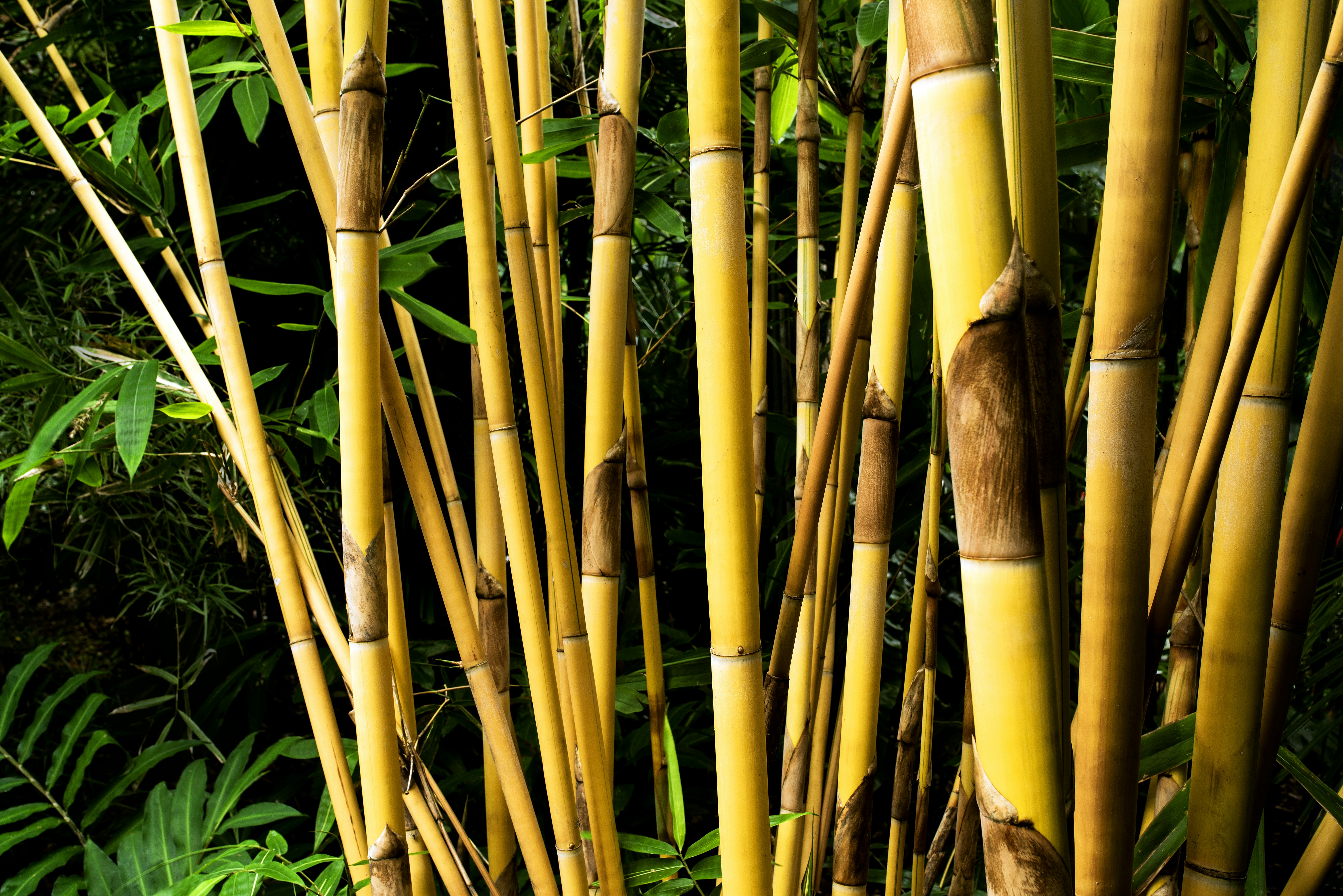Тропический бамбук* l0648-br.