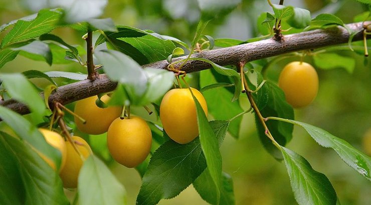 Слива русская (Prunus rossica). Фото 