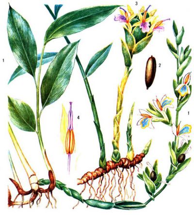 Внешний вид растения имбирь