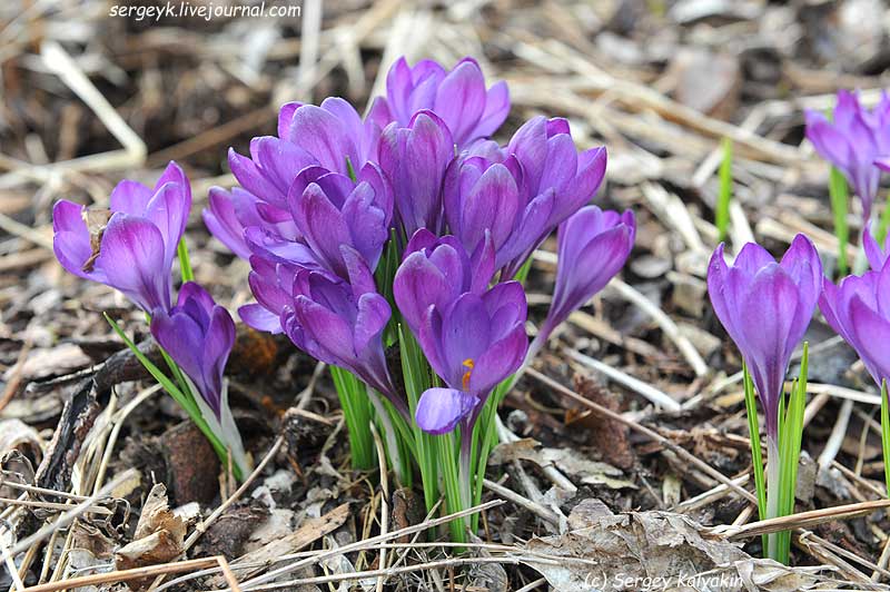 Crocus tommasinianus Ruby Giant (3).JPG