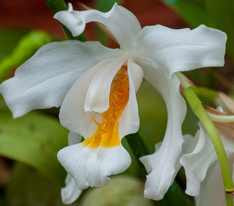 Чиста и прекрасна душа орхидеи горда, независима в мире цветов.