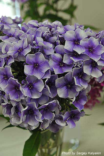 Phlox paniculata Alexei Lensky (8).JPG