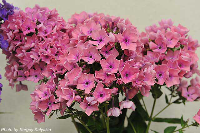 Phlox paniculata Karamel Klubnichnaya (1).JPG