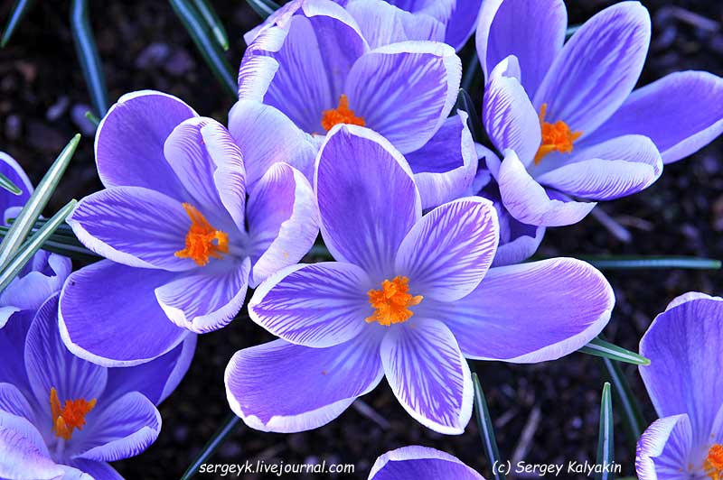 0 Crocus vernus King of the Striped   (2).JPG