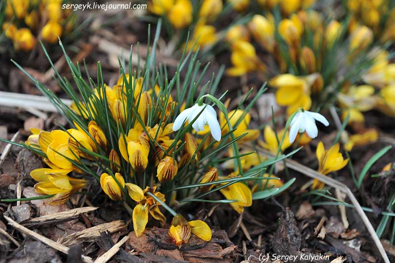 4 Crocus chrysanthus Fuscotinctus (3).JPG