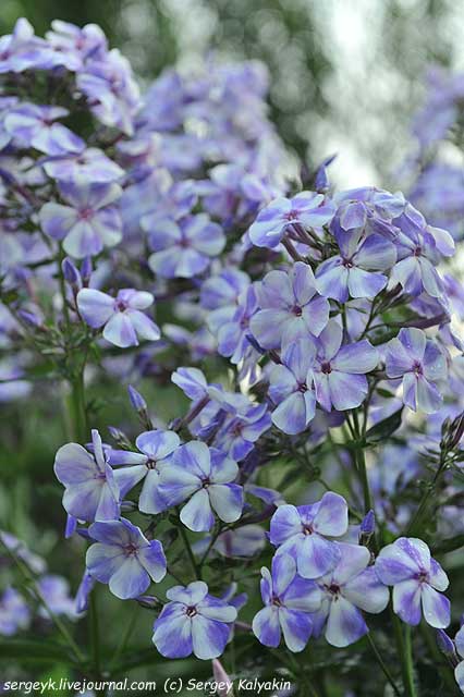 Phlox paniculata Gzhel (2).JPG