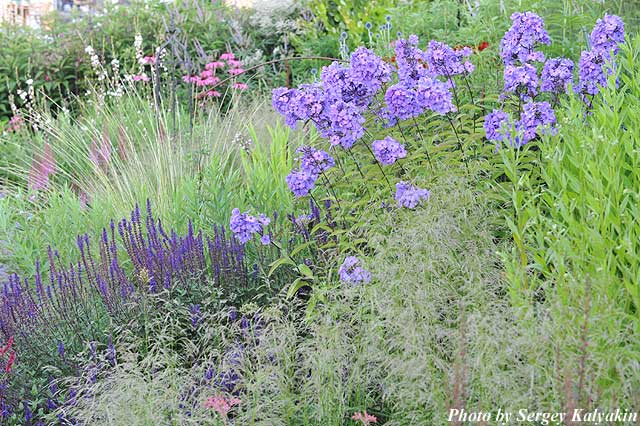 Phlox paniculata Blue Paradise (12).JPG