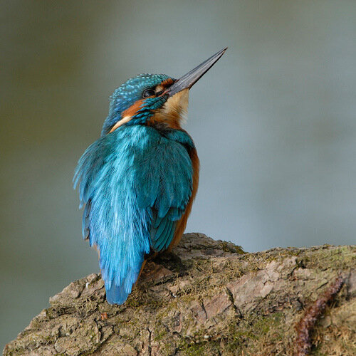 KingFisher - зимородок