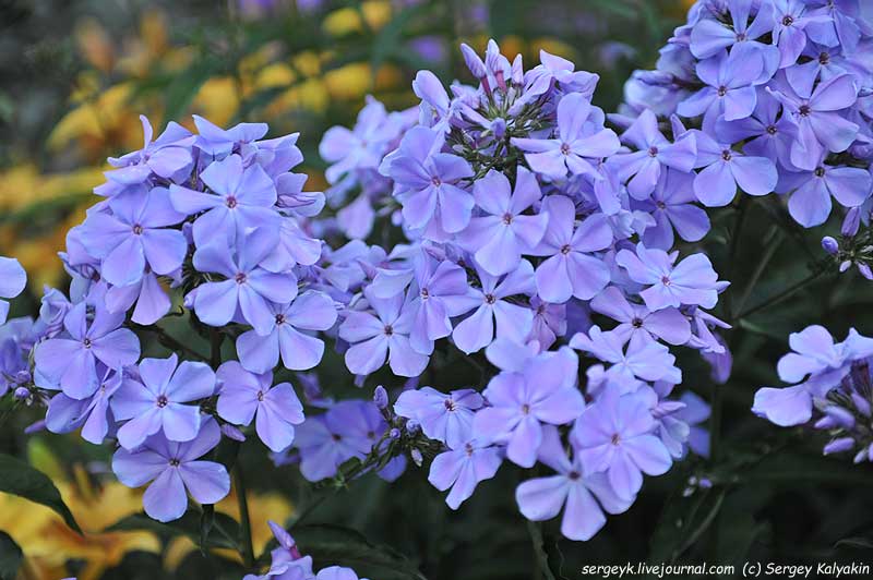 Phlox paniculata Nezabudka (8).JPG