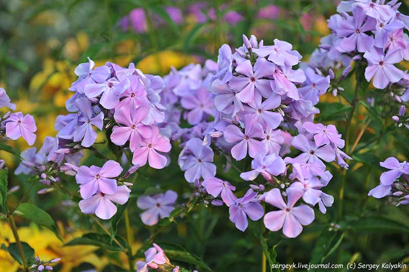 Phlox paniculata Nezabudka (5).JPG