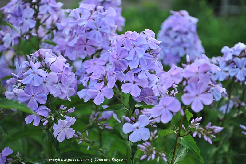 Phlox paniculata Nezabudka (7).JPG