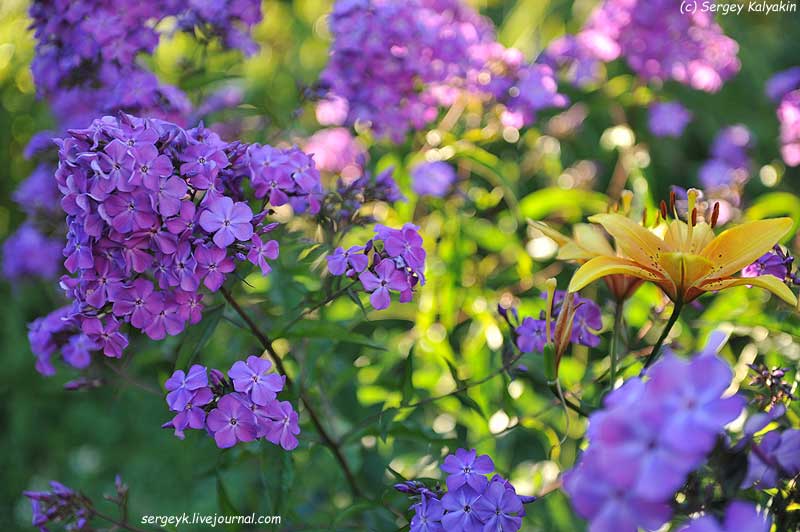 Phlox paniculata Ptitsa Sirin (5).JPG