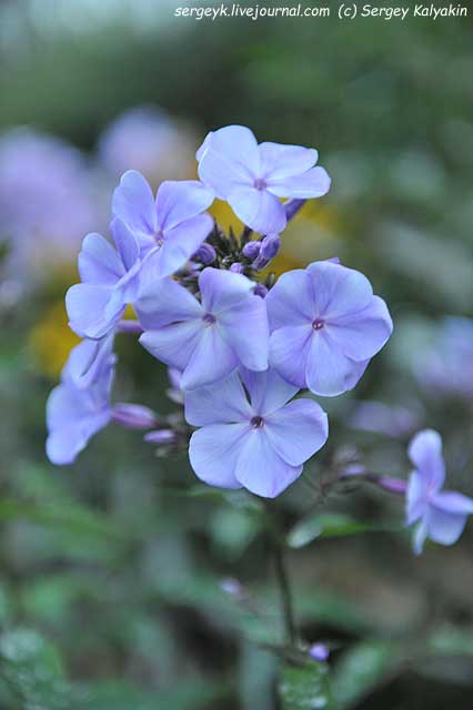 Phlox paniculata Sandro Botichelli (2).JPG