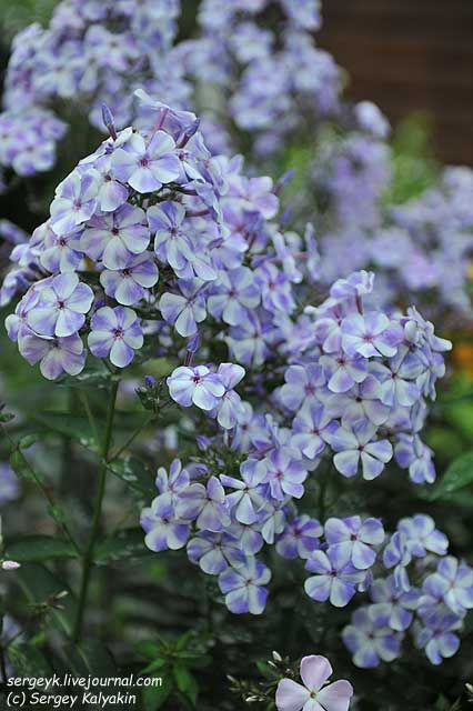 Phlox paniculata Gzhel (3).JPG